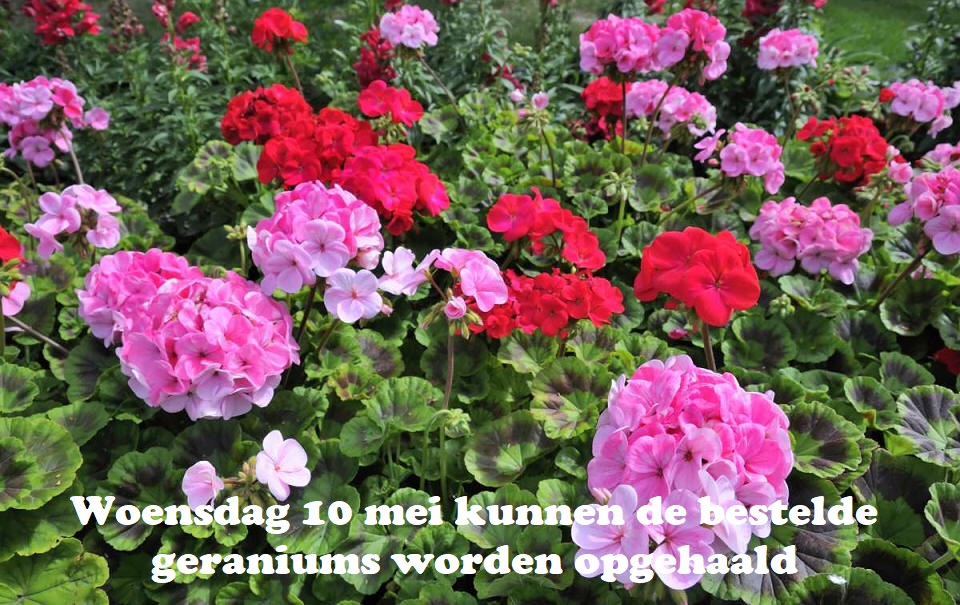 Woensdag 10 mei kunnen de bestelde geraniums worden opgehaald