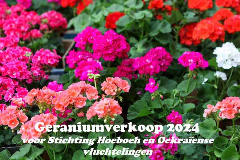 Geraniumverkoop 2024