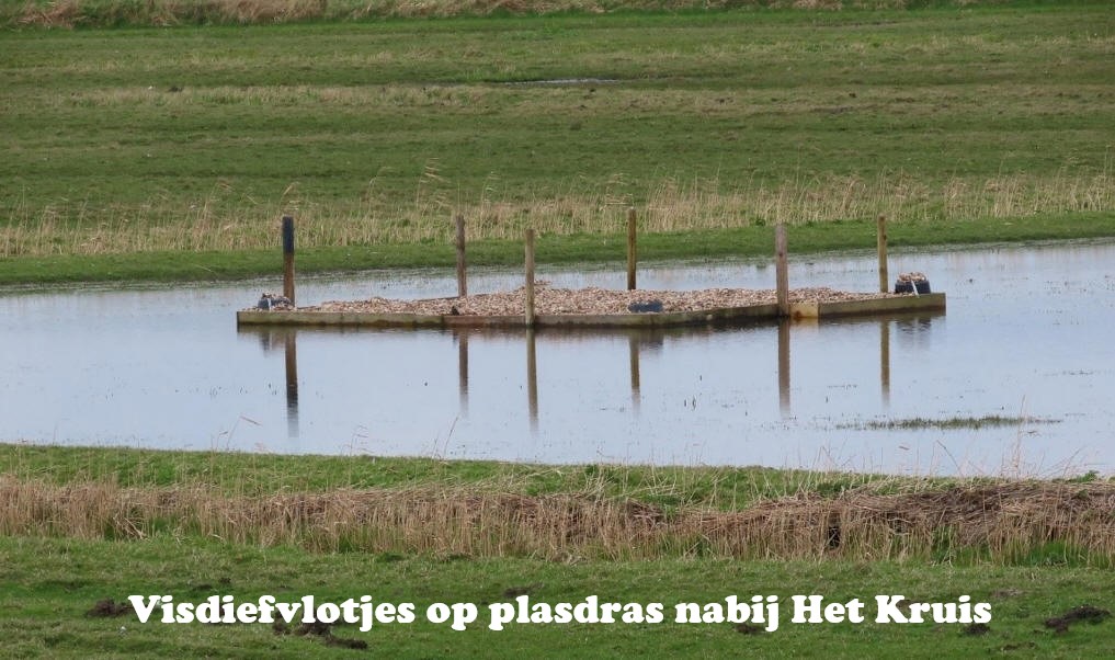 Visdiefvlotjes op plasdras nabij Het Kruis