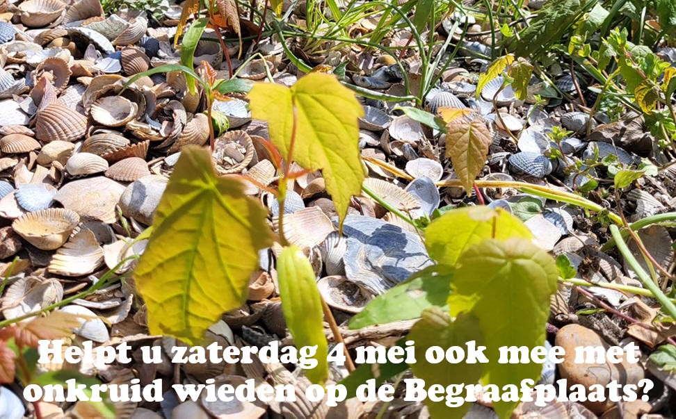 Helpt u zaterdag 4 mei ook mee met onkruid wieden op de Begraafplaats?