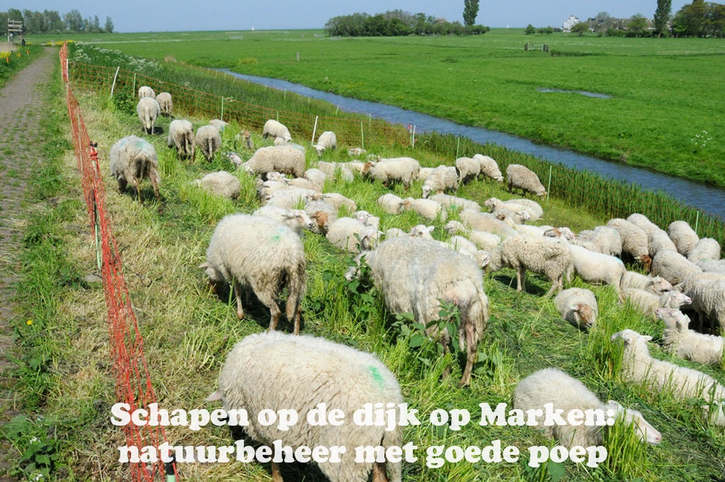 Schapen op de dijk op Marken: natuurbeheer met goede poep