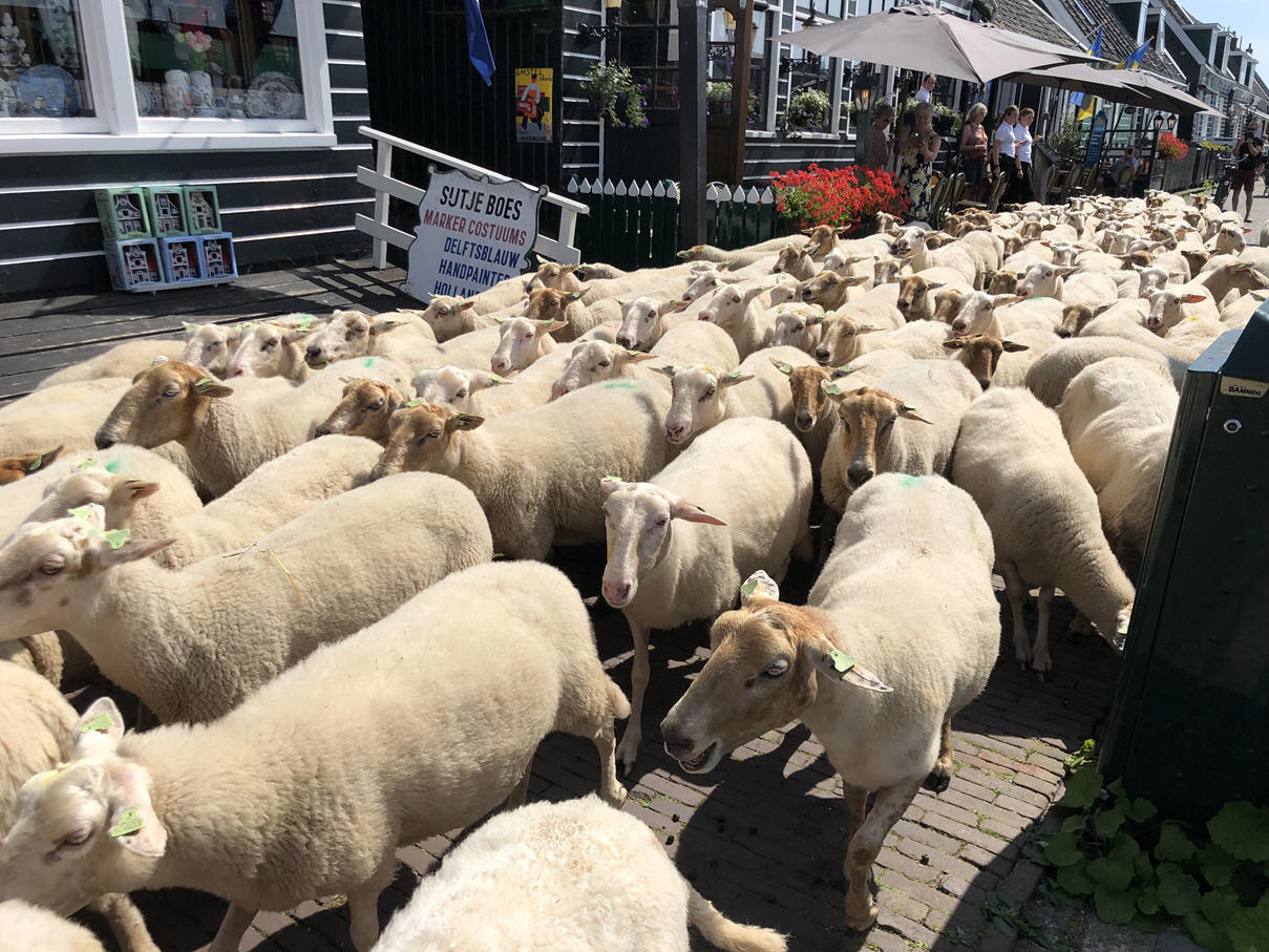 Schapen 'verbreggen' over de Marker haven